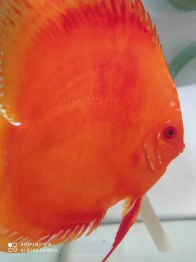 Discus RED Melon