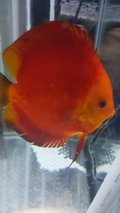 Discus RED Melon