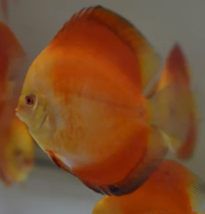 Discus RED Melon