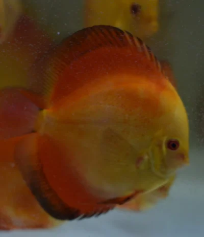 Discus RED Melon