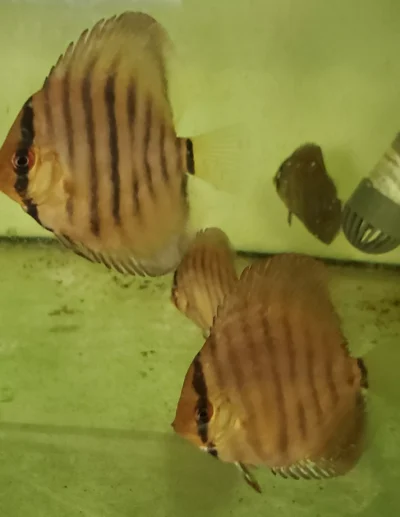 Discus Heckel cross wild type