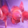 Red_11_12