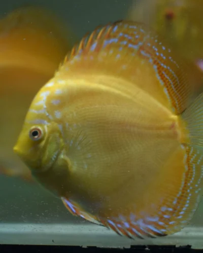 Discus Yellow Mix Checkboard