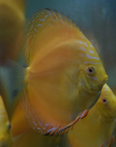 Discus Yellow Mix Checkboard