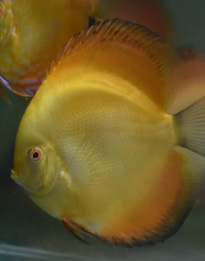 Discus Yellow Diamond
