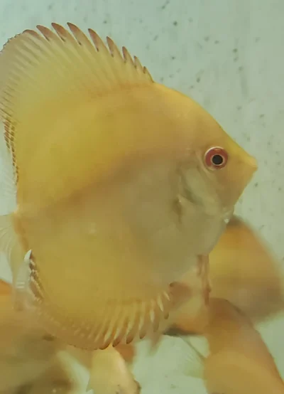 Discus Yellow Mix Checkboard