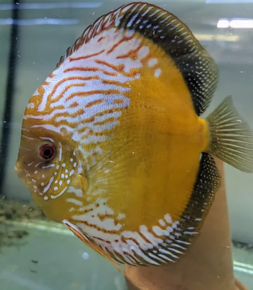 Discus yellow black rim