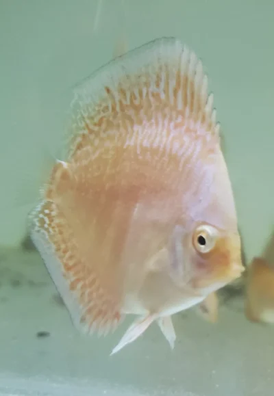 Discus Moonstone
