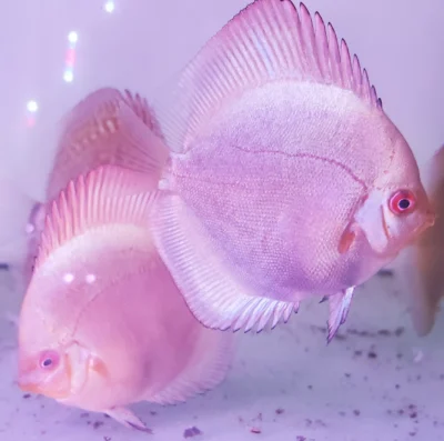 Discus Blue Diamonds
