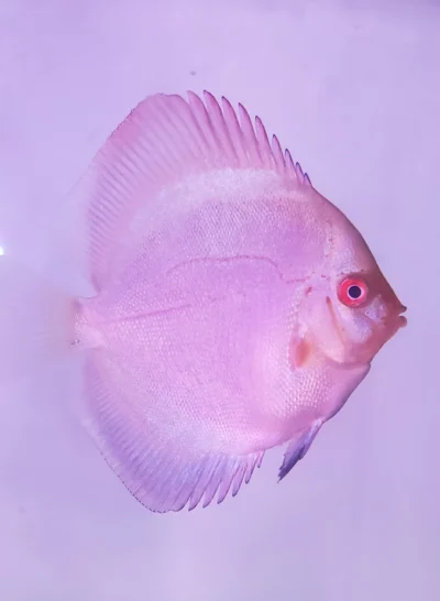 Discus Blue Diamonds