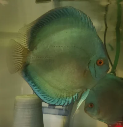 Discus Blue Diamonds