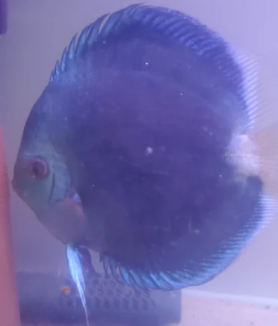 Discus Blue Diamonds