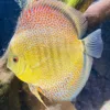 discus jaune snakeskin eruption