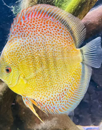 discus jaune snakeskin eruption