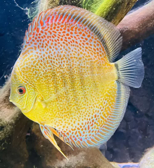 discus jaune snakeskin eruption