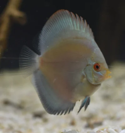 Discus Blue Diamonds