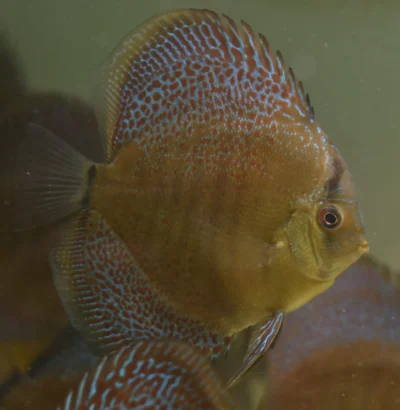 Discus Snake Eruption