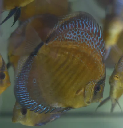 Discus Snake Eruption
