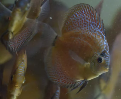 Discus Snake Eruption