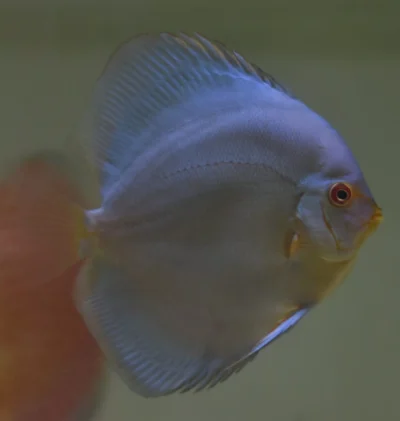 Discus Blue Diamonds