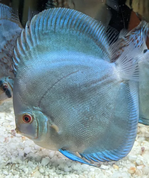 discus blue diamond