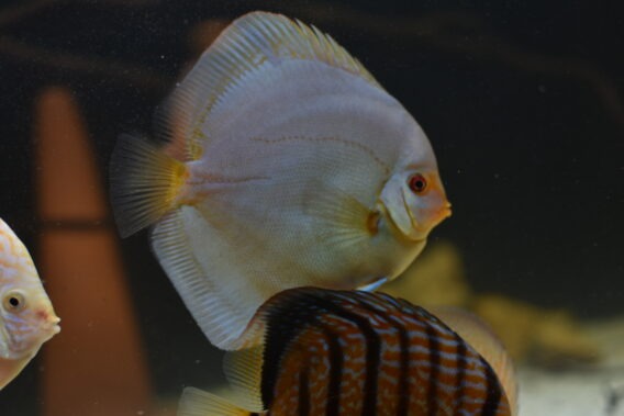Discus blue diamant