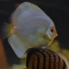 Discus blue diamant