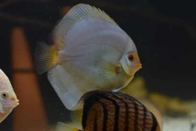 Discus blue diamant