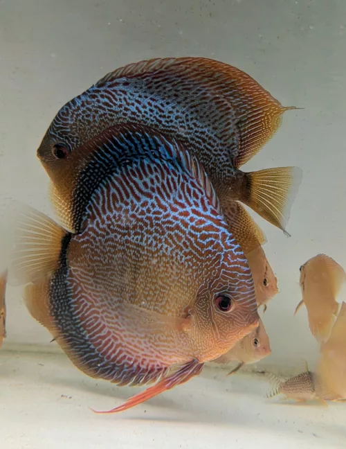 discus snakeskin black rim