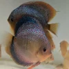 discus snakeskin black rim
