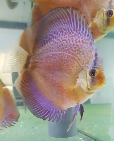 Discus Snakeskin black rim