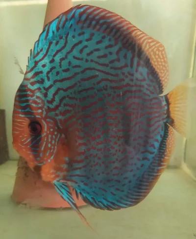 Discus turquoise rouge leopard