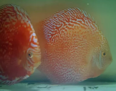 Discus Moonstone