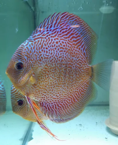 Discus Snakeskin black rim
