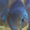 Discus turquoise rouge leopard