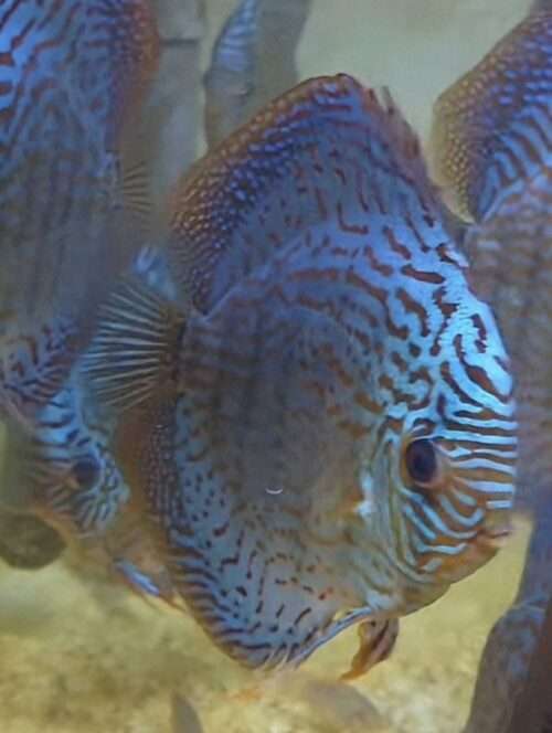 Discus turquoise rouge leopard