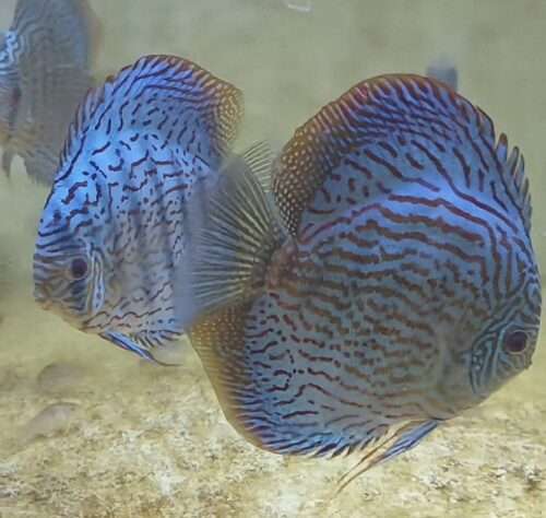 Discus turquoise rouge leopard