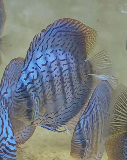 Discus turquoise rouge leopard