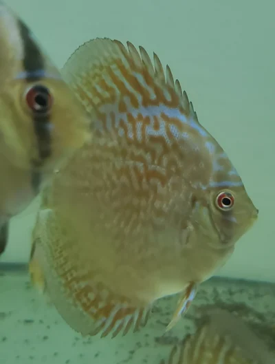 Discus turquoise rouge leopard