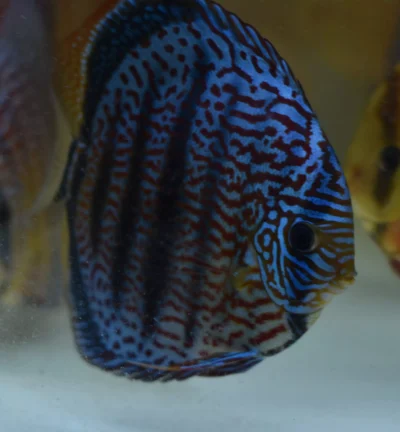 Discus Maze Heckel cross