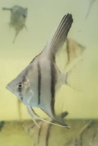 Scalaires manacapuru type wild