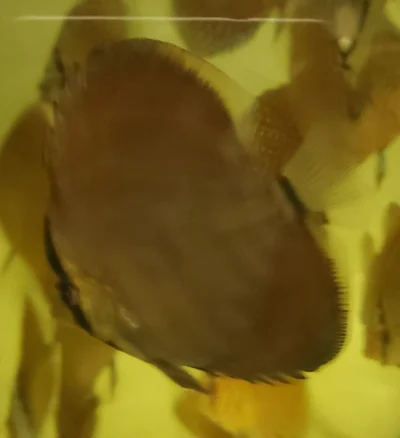Discus red rose