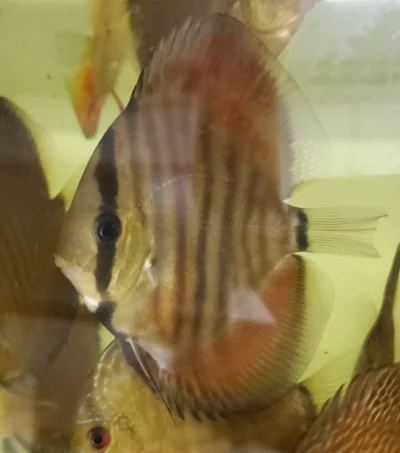 Discus red rose