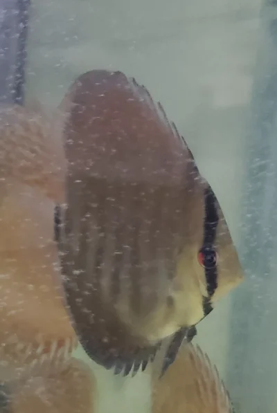 Discus red rose
