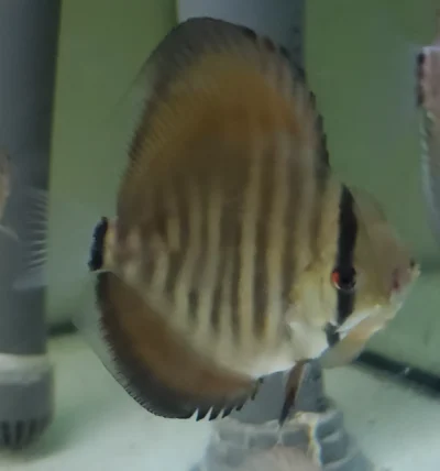 Discus red rose
