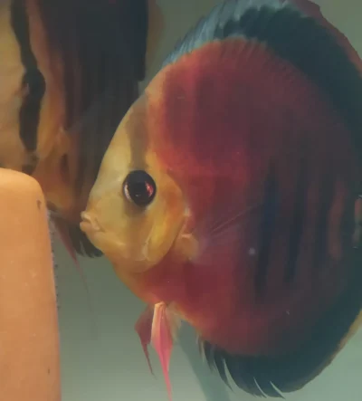 Discus red rose