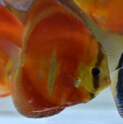 Discus red rose