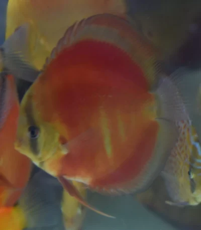 Discus red rose