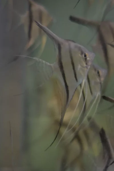Scalaires manacapuru type wild