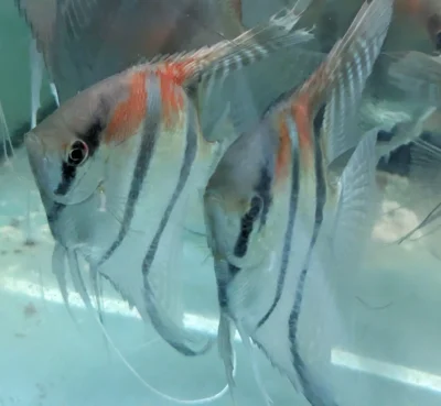 Scalaires manacapuru type wild